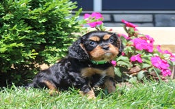 Cavalier King Charles Spaniel dogs for sale: Hope - Image 21