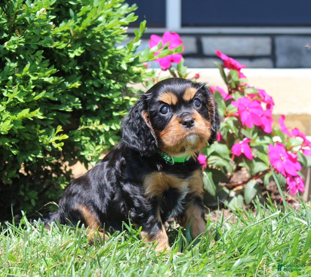 Cavalier King Charles Spaniel dogs for sale: Hope - Image 21