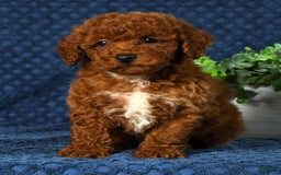 Cavapoo dogs for sale: Finn - Image 2