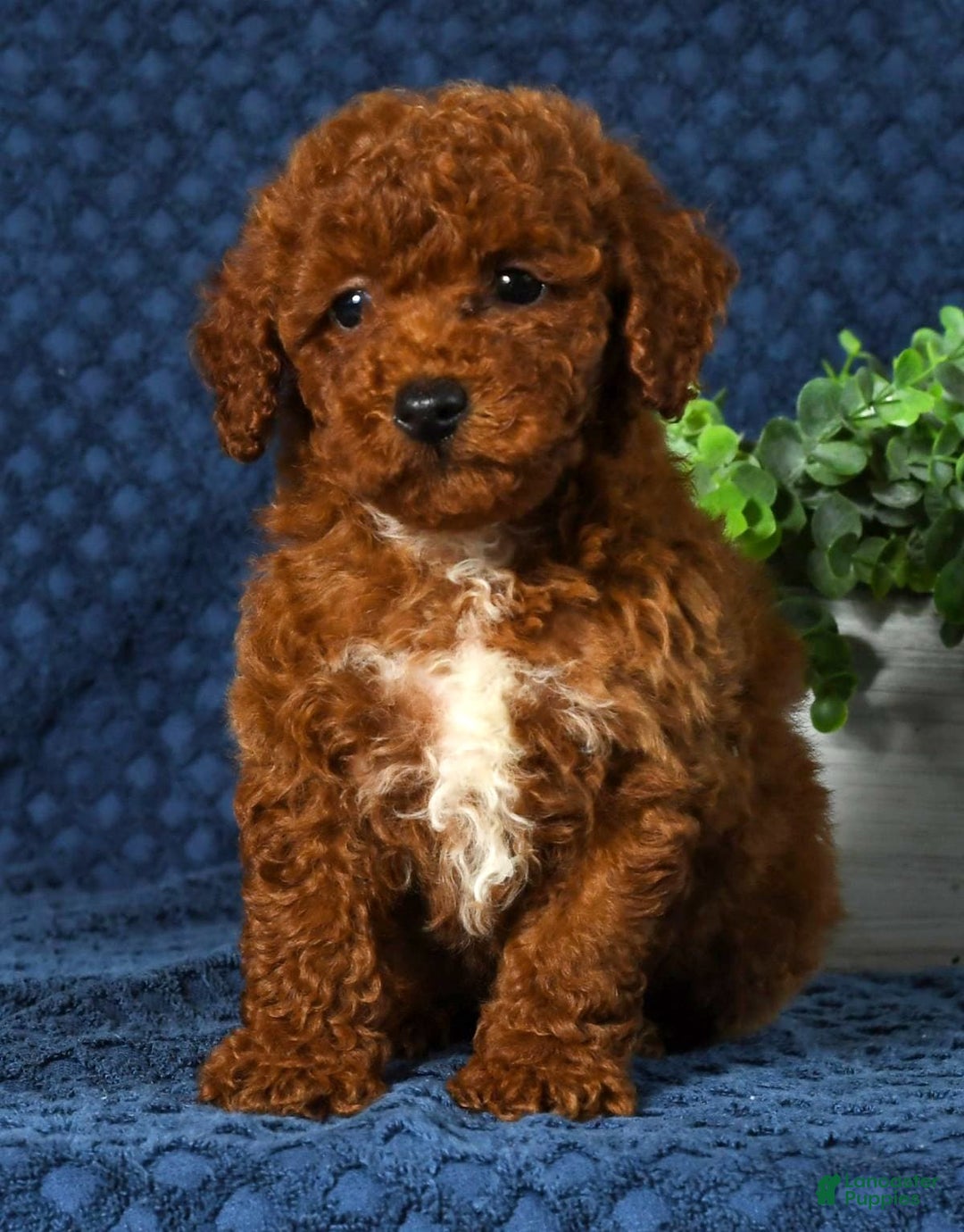 Cavapoo dogs for sale: Finn - Image 2