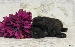 Shihpoo dogs for sale: Leo - Image 2
