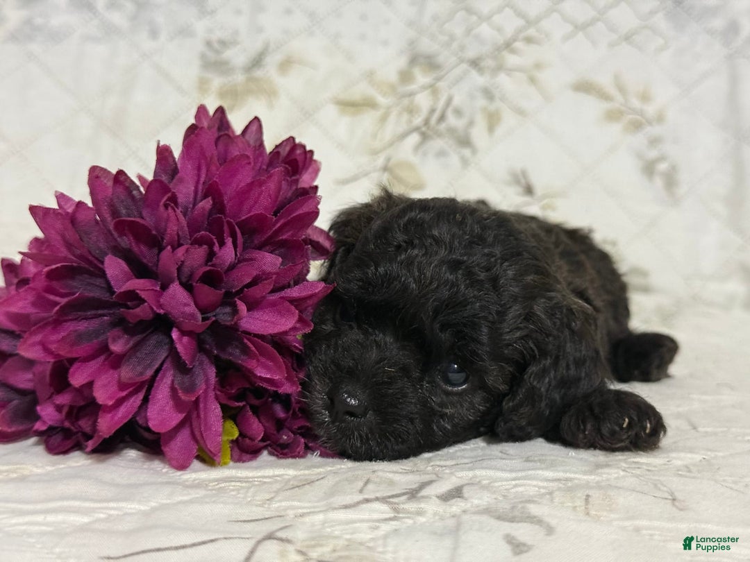 Shihpoo dogs for sale: Leo - Image 2