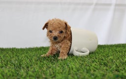 Toy Poodle dogs for sale: Lexi - Image 1