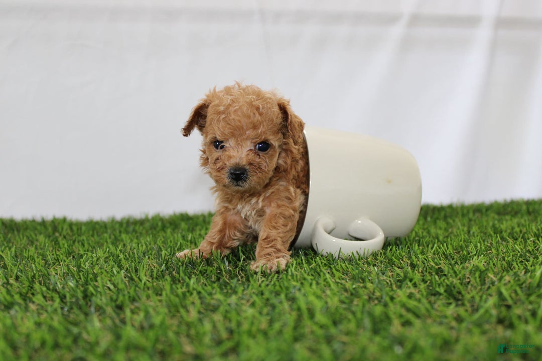 Toy Poodle dogs for sale: Lexi - Image 1