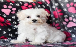 Maltese dogs for sale: Jasper - Image 2