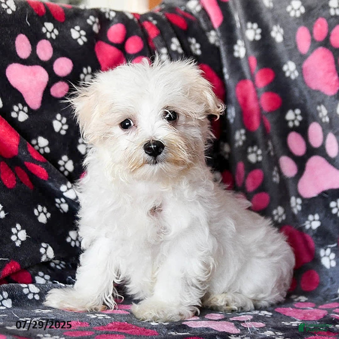 Maltese dogs for sale: Jasper - Image 2