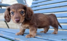 Miniature Dachshund dogs for sale: Dexter - Image 12