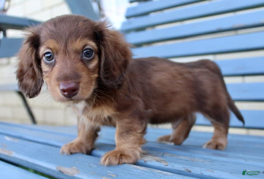 Miniature Dachshund dogs for sale: Dexter - Image 12
