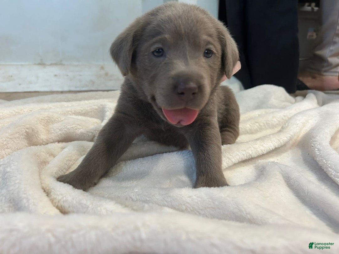 Labrador Retriever dogs for sale: Sammy - Image 3