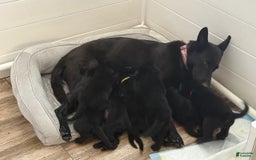 German Shepherd dogs for sale: Red - Image 2