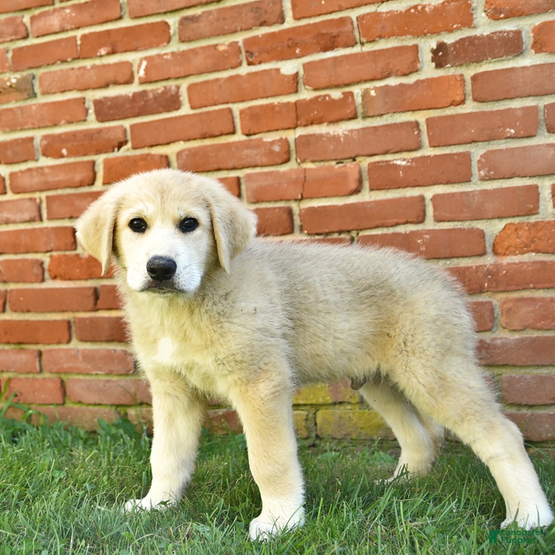 Anatolian Shepherd dogs for sale: Ryder - Image 1