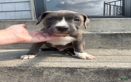 American Pit Bull Terrier dogs for sale: Brindle - Image 1
