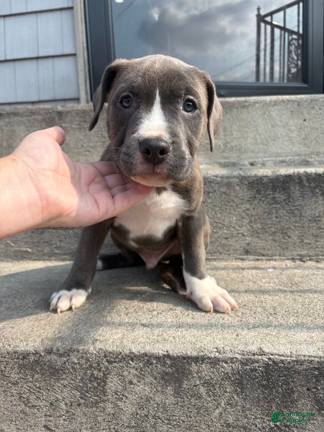 American Pit Bull Terrier dogs for sale: Brindle - Image 1