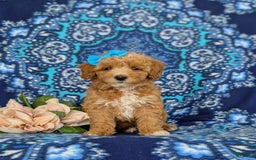Bichpoo dogs for sale: Jillian - Image 2