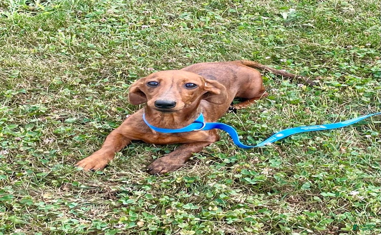 Miniature Dachshund dogs for sale - Ad 5