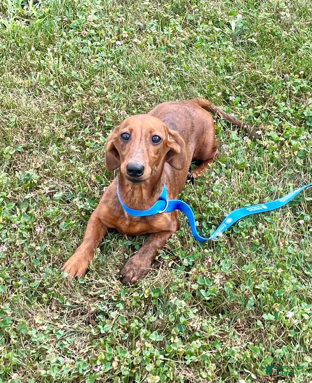 Miniature Dachshund dogs for sale: Griffin - Image 1