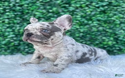 French Bulldog dogs for sale: Dixie - Image 6