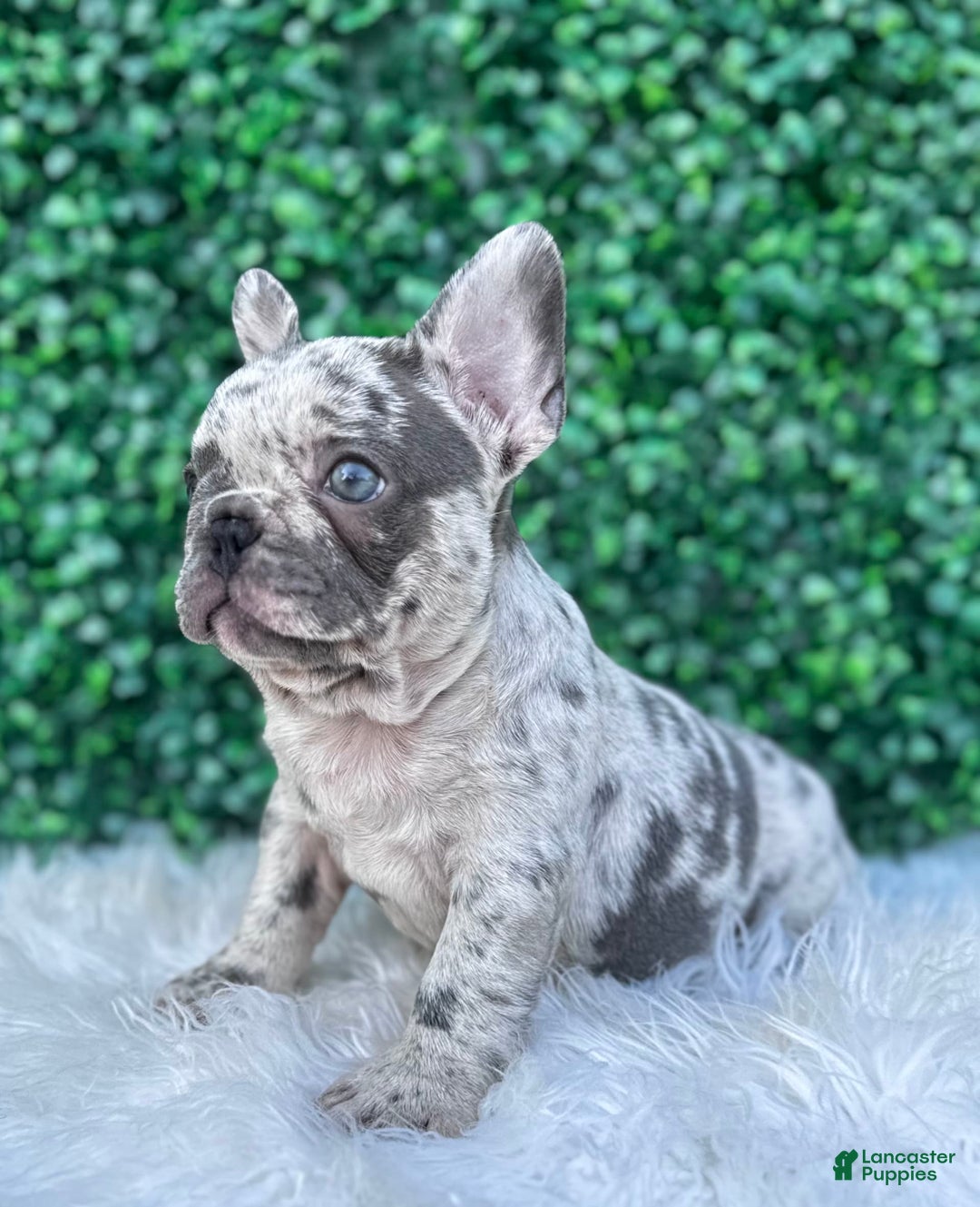 French Bulldog dogs for sale: Dixie - Image 6