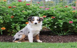Miniature Australian Shepherd dogs for sale: Washington - Image 15