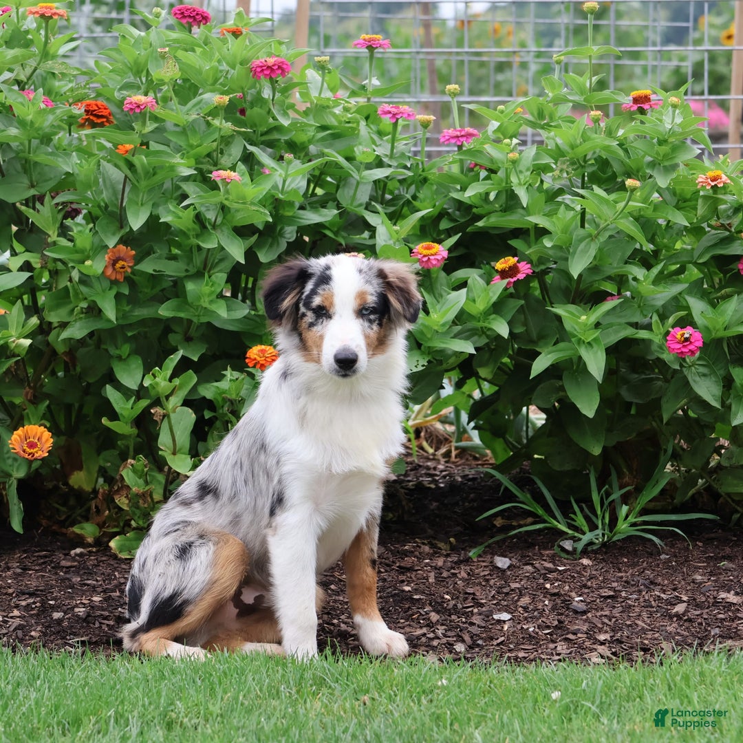 Miniature Australian Shepherd dogs for sale: Washington - Image 15