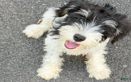 Miniature Schnauzer dogs for sale: Missy - Image 1