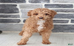 Miniature Poodle dogs for sale: Macy - Image 7
