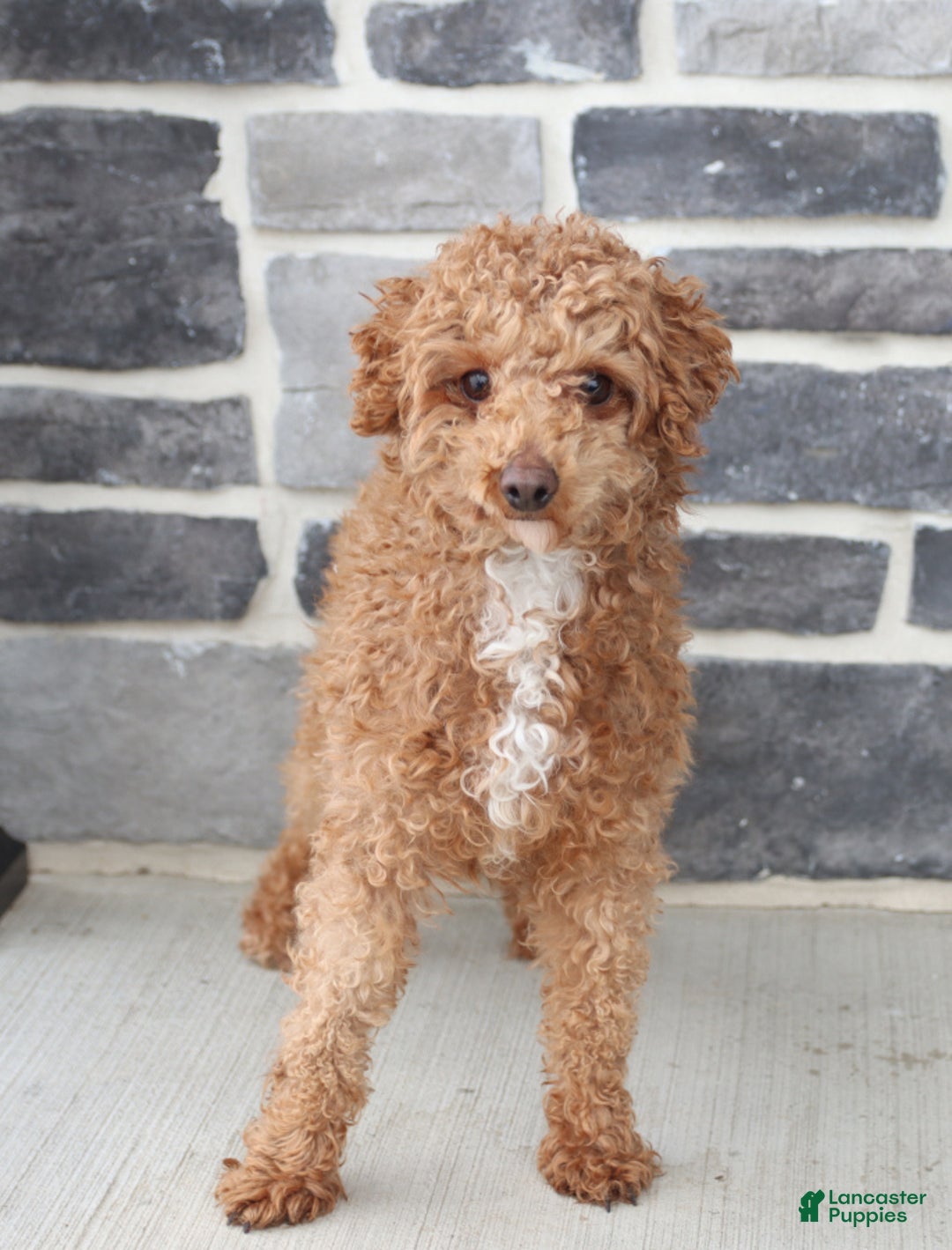 Miniature Poodle dogs for sale: Macy - Image 7