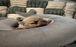 French Bulldog dogs for sale: Akc Cream Black Mask Spot - Image 1