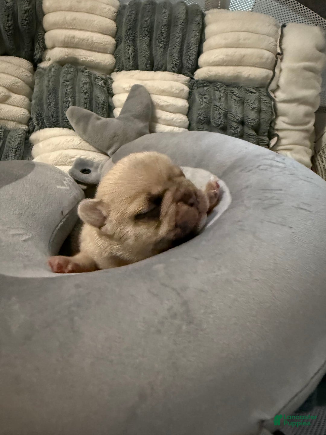 French Bulldog dogs for sale: Akc Cream Black Mask Spot - Image 1