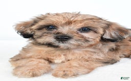 Yorkiepoo dogs for sale: Pearl - Image 7