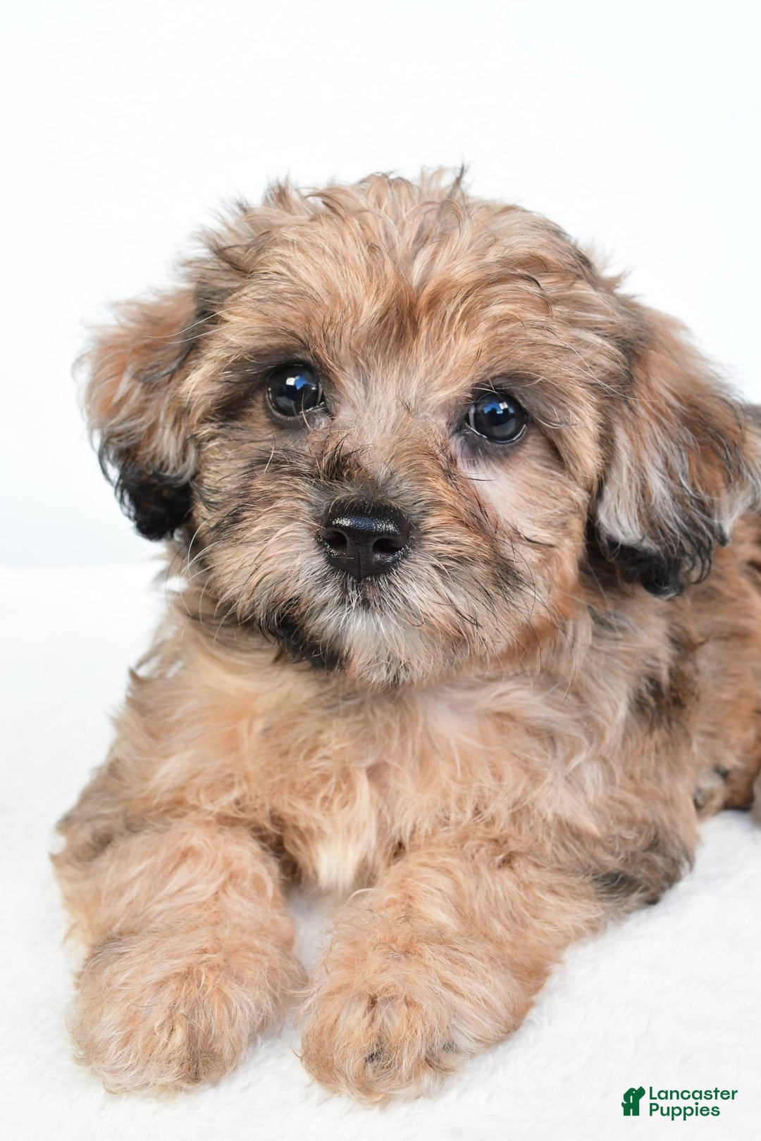 Yorkiepoo dogs for sale: Pearl - Image 7