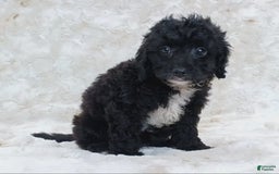 Cavapoo dogs for sale: Alberto - Image 8