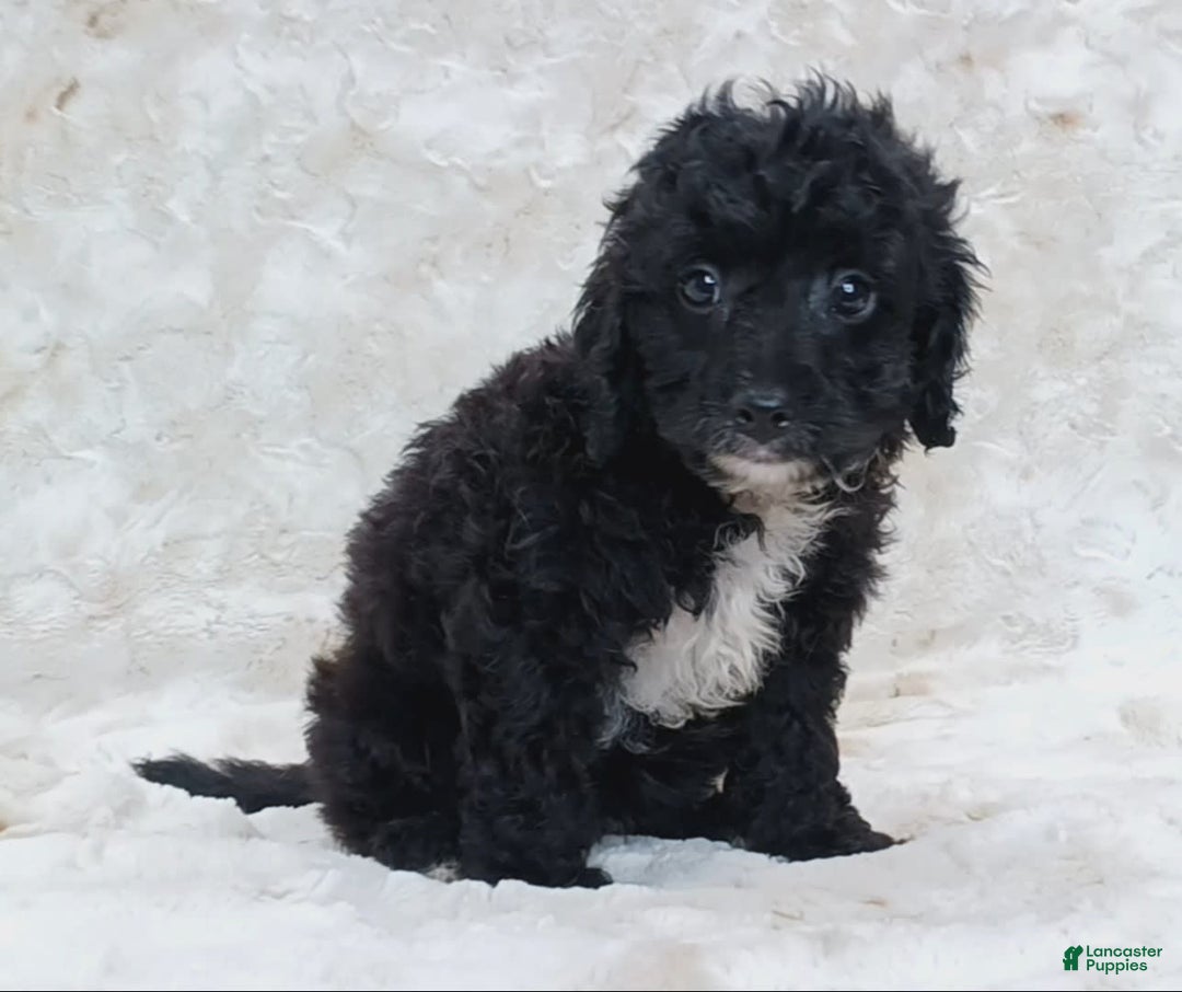 Cavapoo dogs for sale: Alberto - Image 8