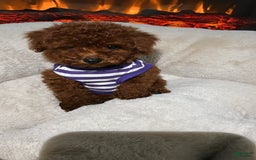 Toy Poodle dogs for sale: Toy Poodle 3 puppies - Image 2