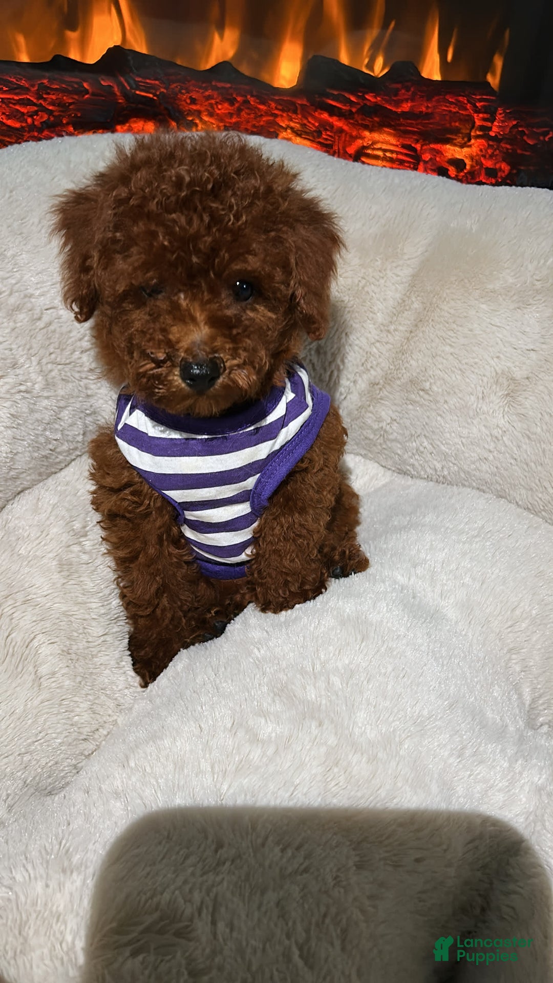 Toy Poodle dogs for sale: Toy Poodle 3 puppies - Image 2