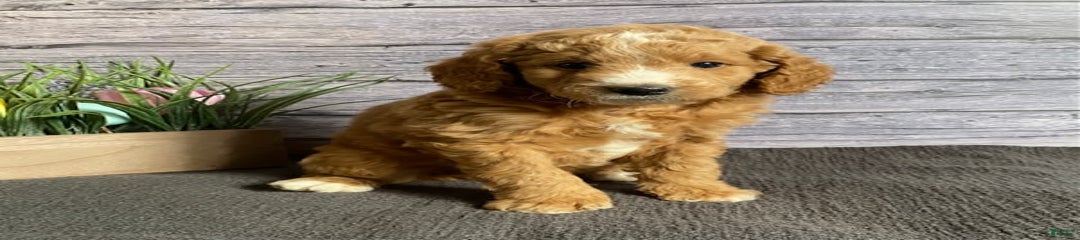 Harvey