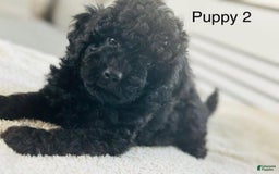 Toy Poodle dogs for sale: Bella - Image 3