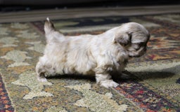 Shih Tzu dogs for sale: Gracie - Image 1