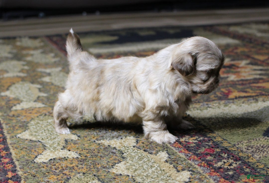 Shih Tzu dogs for sale: Gracie - Image 1