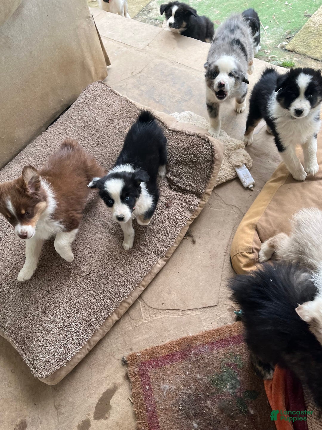 Australian Shepherd dogs for sale: Zoey - Image 3