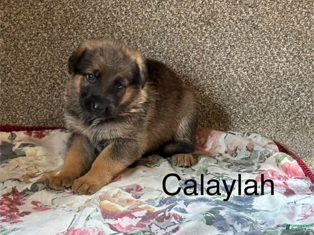 German Shepherd dogs for sale: Calaylah - Image 4