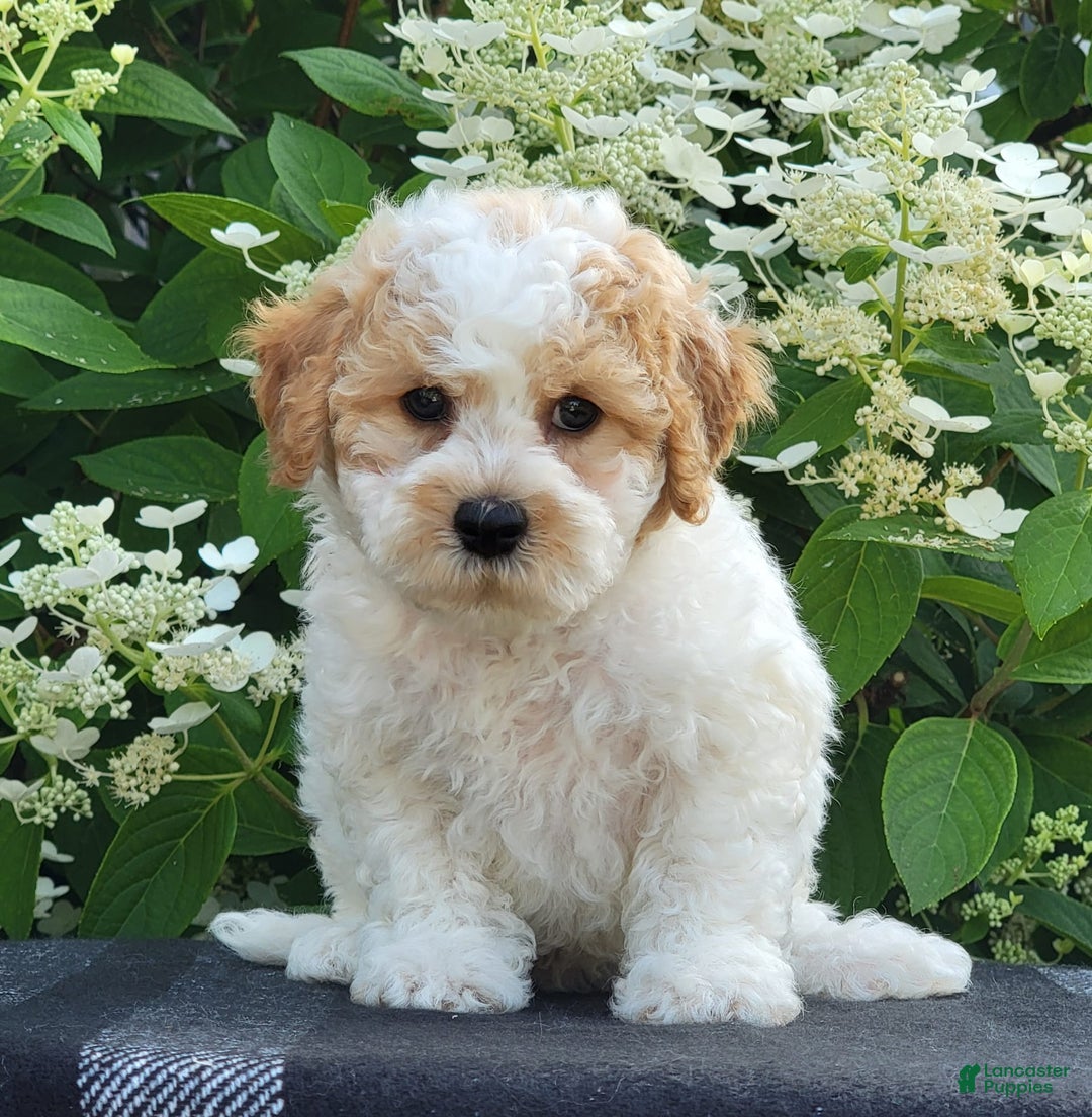 Bichpoo dogs for sale: Johnson - Image 6