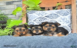 Yorkshire Terrier dogs for sale: Rosie - Image 3