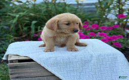 Golden Retriever dogs for sale: Golden Retriever 8 puppies - Image 12