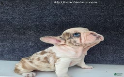 French Bulldog dogs for sale: Marshmello - Image 3