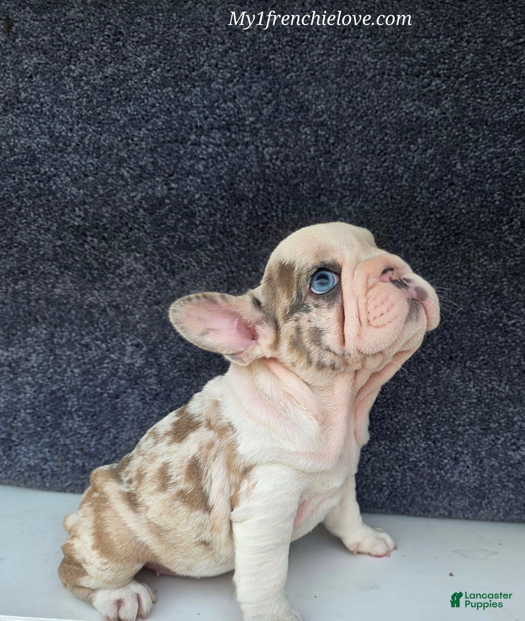 French Bulldog dogs for sale: Marshmello - Image 3