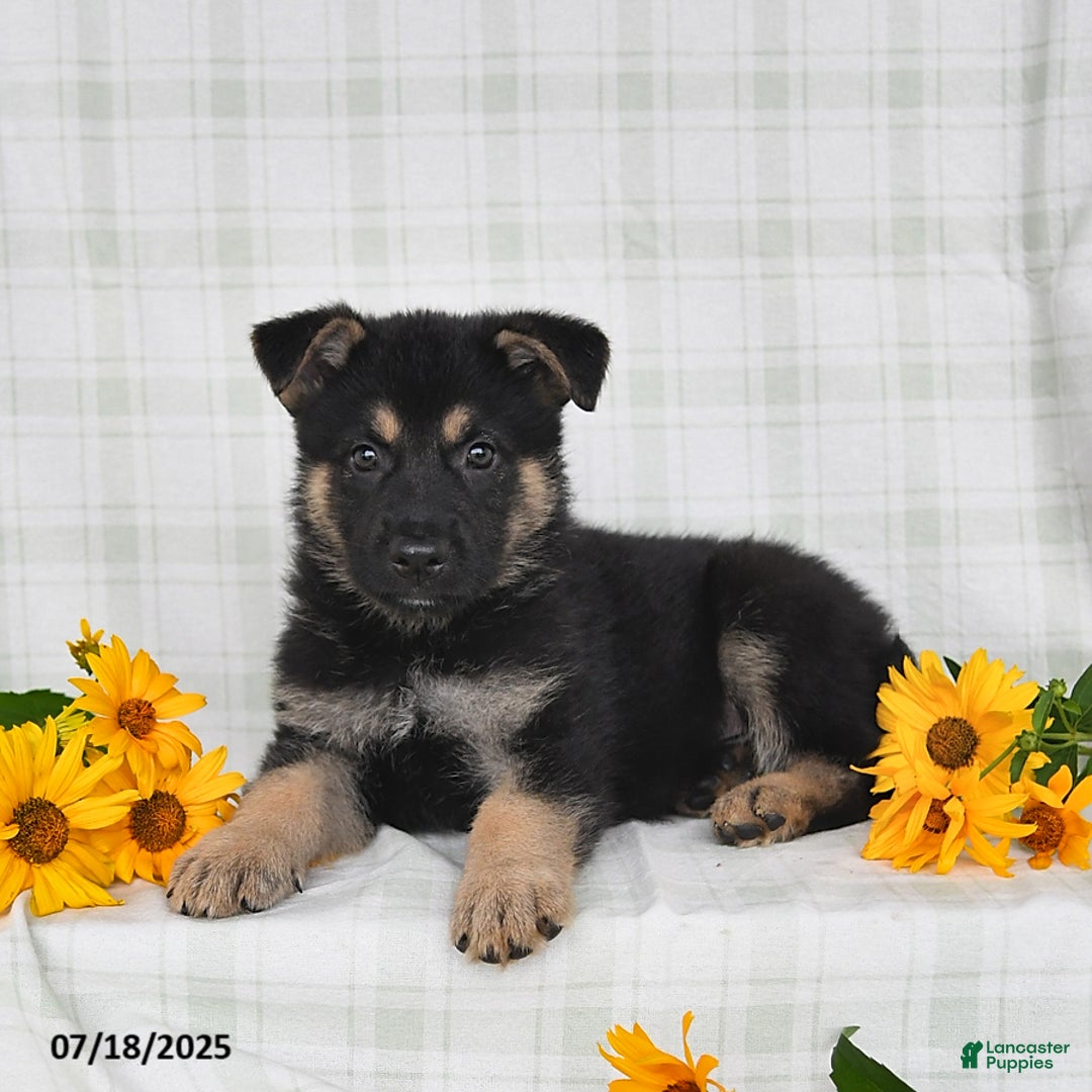 German Shepherd dogs for sale: Konner - Image 1