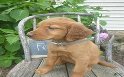 Golden Retriever dogs for sale: Franny - Image 3