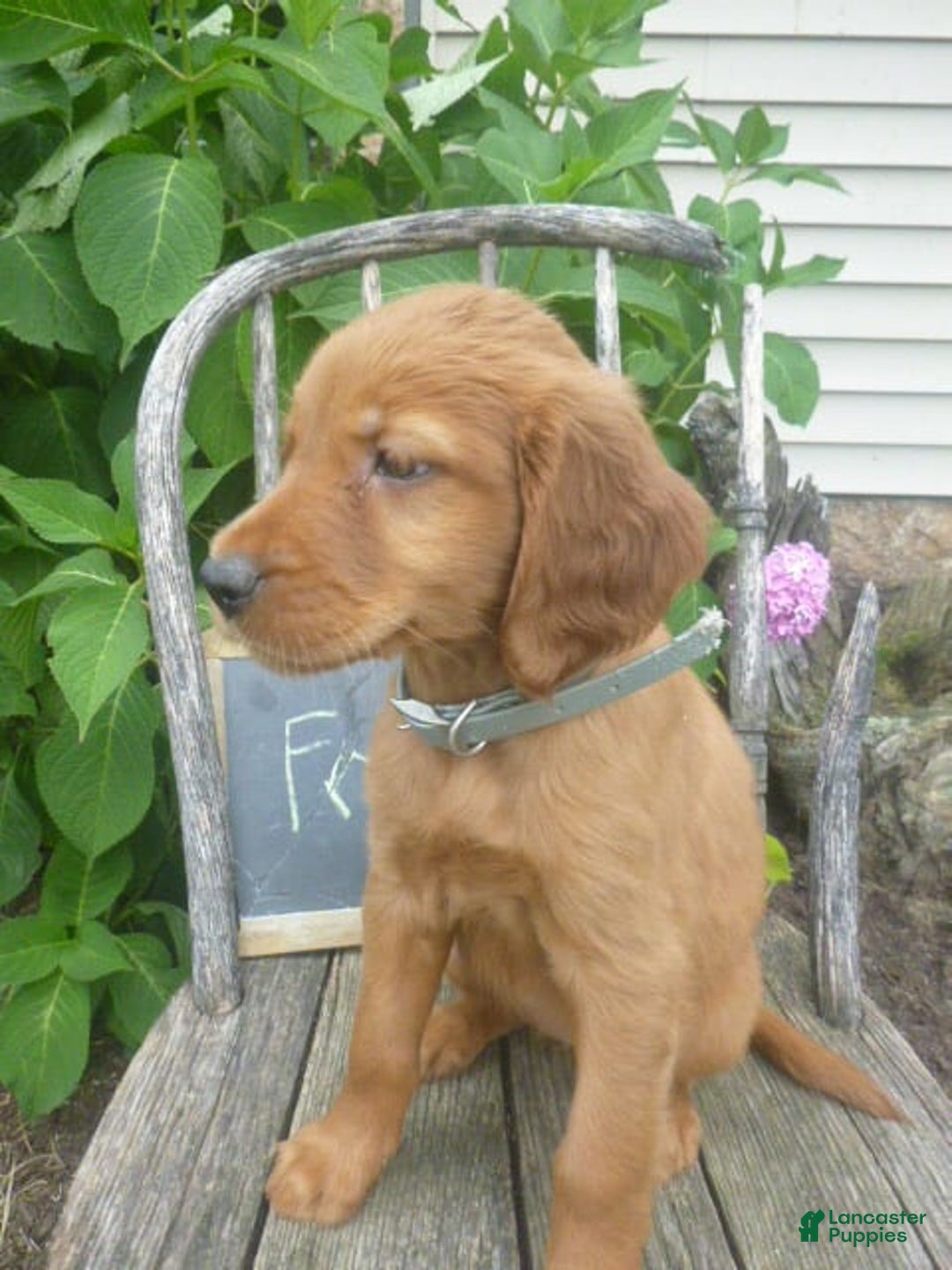 Golden Retriever dogs for sale: Franny - Image 3
