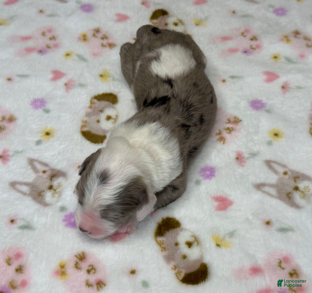 Sheepadoodle dogs for sale: Wilma - Image 4